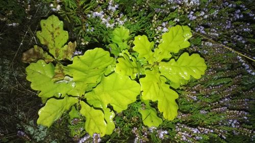 Close-up of fresh green plants