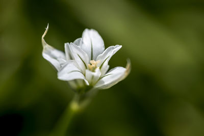Close-up of white flowers