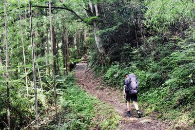 Rear view of man walking on footpath in forest