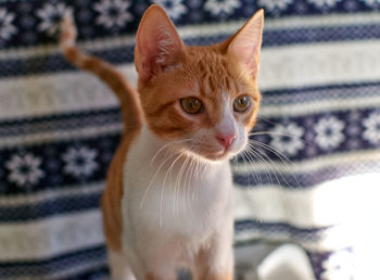 Close-up portrait of cat with kitten