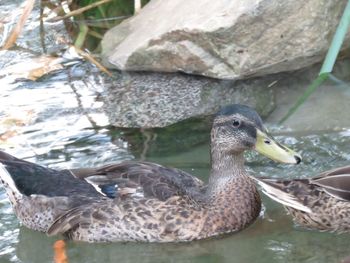 Bird in water