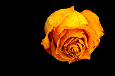 Close-up of yellow rose against black background