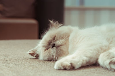 Close-up of cat sleeping