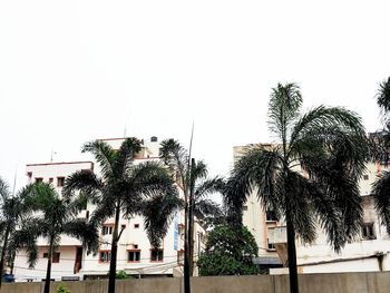 Low angle view of palm trees against sky