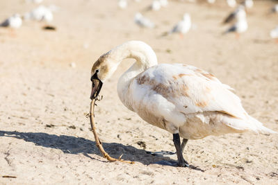 View of swan on beach