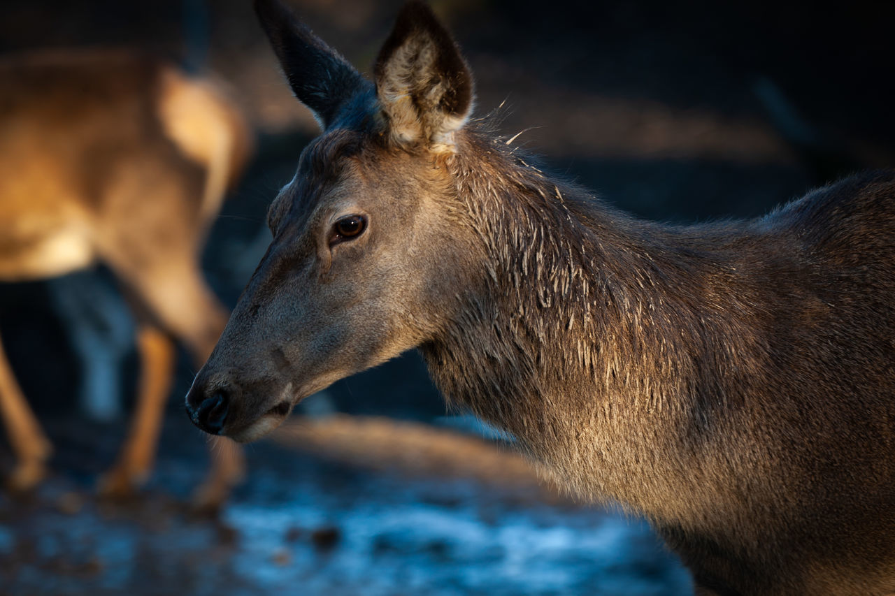 animal, mammal, animal themes, animal wildlife, one animal, vertebrate, animals in the wild, no people, close-up, focus on foreground, brown, looking away, animal body part, looking, domestic animals, nature, animal head, selective focus, outdoors, land, herbivorous, profile view