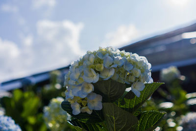 Close-up of white hydrangea plant