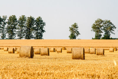 Hay bales on land against clear sky