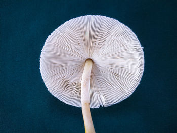 Close-up of mushrooms against white background