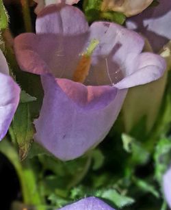 Close-up of pink flowers blooming outdoors