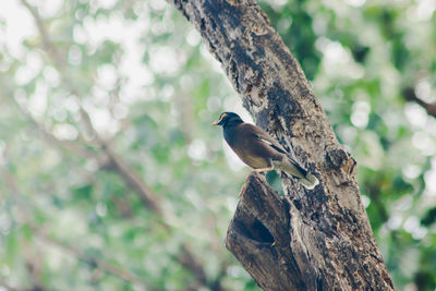 Bird perching on a tree