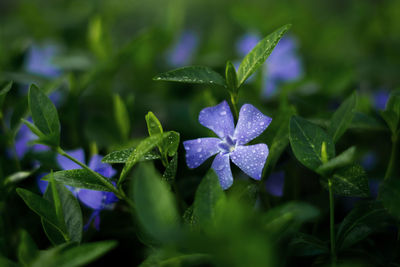 Close-up of wet purple flowering plant