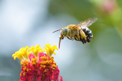 Close-up of bee pollinating flower