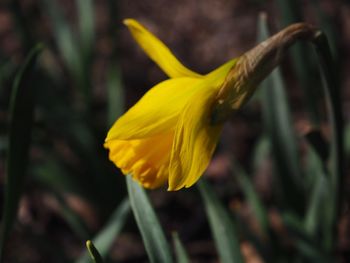 Close-up of yellow daffodil flower
