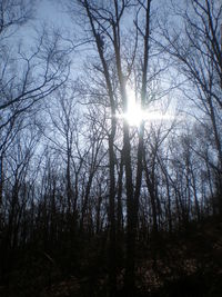 Sun shining through trees