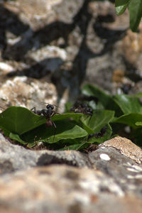 Close-up of insect on leaf