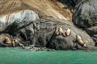 View of sea from rock with seals