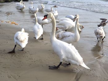 High angle view of seagulls on beach