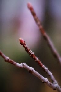 Close-up of flower buds growing on branch