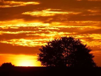 Silhouette of trees at sunset