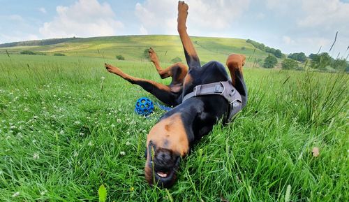 Dog on field