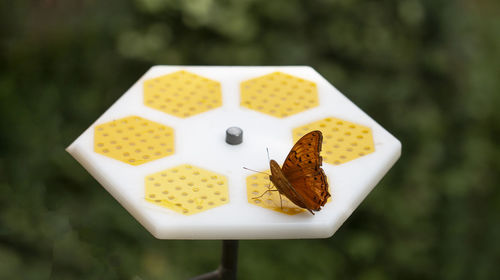 Close-up of butterfly on plate