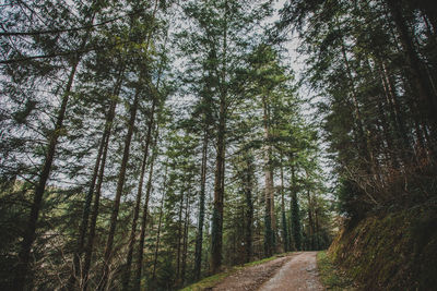 Trees in forest