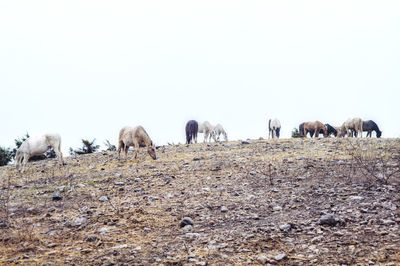 Sheep walking on field against sky