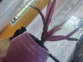 Close-up of purple flower in glass window