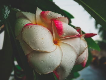 Close-up of wet rose