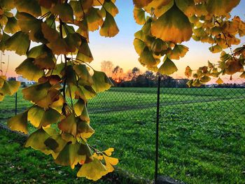 Yellow flowering plant on field against sky
