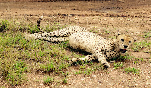 Animals grazing on field