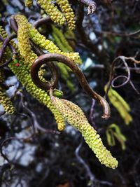 Close-up of lizard on plant
