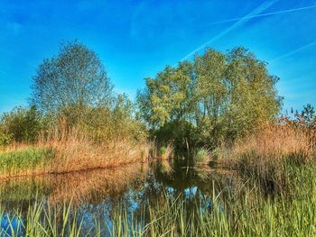 Trees growing on field against blue sky