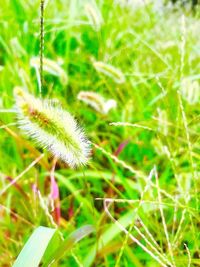 Close-up of flower growing outdoors