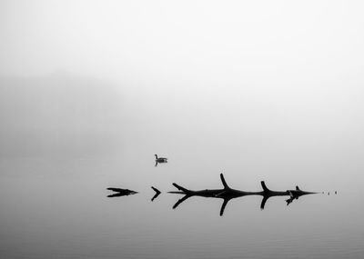 Bird swimming in lake