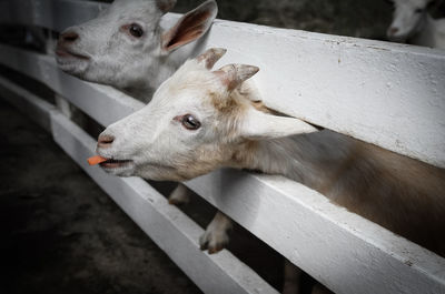 A white goat putting the head through a white fence eating a carrot is in the foreground