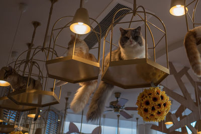 Low angle view of cats sitting on decorations hanging from ceiling at home