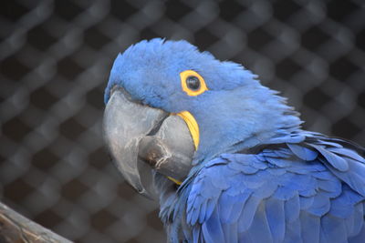 Close-up of a bird