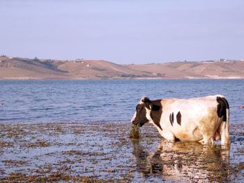 Cows on sea by mountain against sky