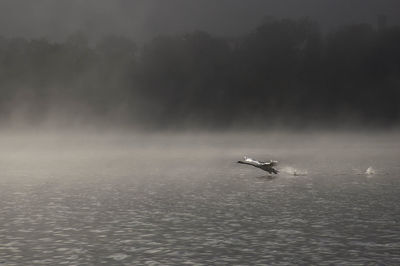 View of bird swimming in sea