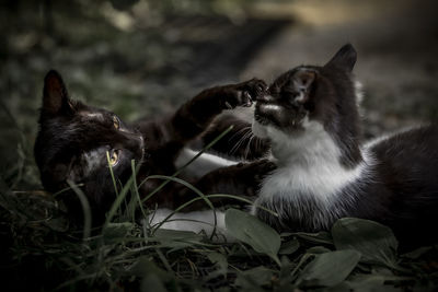 Close-up of a cat