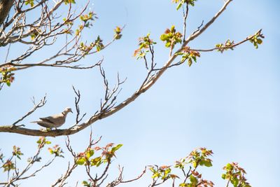 Low angle view of flower tree against clear blue sky