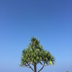 Low angle view of palm tree against clear blue sky