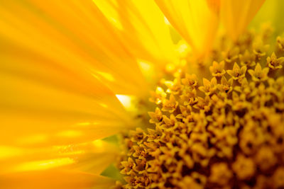 Full frame shot of yellow flower