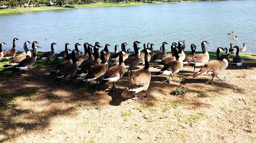 Flock of birds on lakeshore