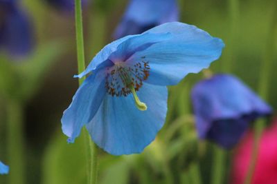 Close-up of blue flower blooming outdoors