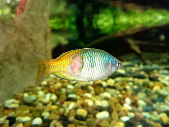 Close-up of fish swimming in aquarium