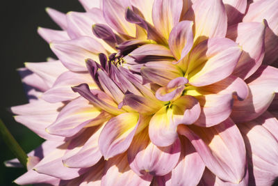 Close-up of pink flowers