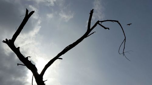 Low angle view of plant against sky